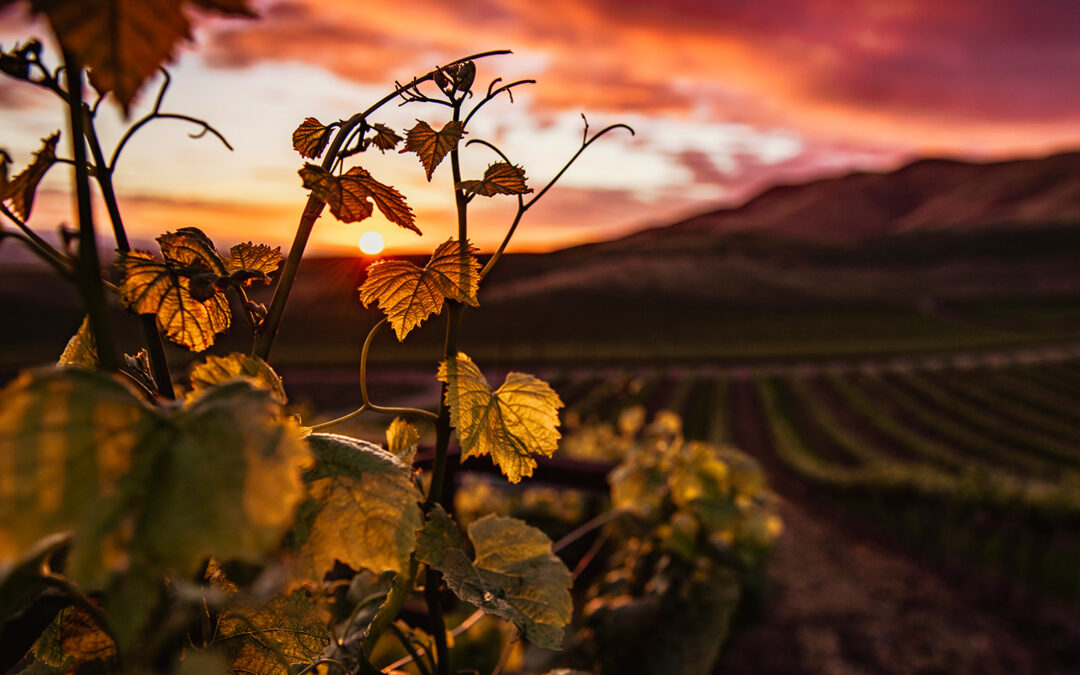 Società Agricola Il Sasso: I veri colori della Valpolicella
